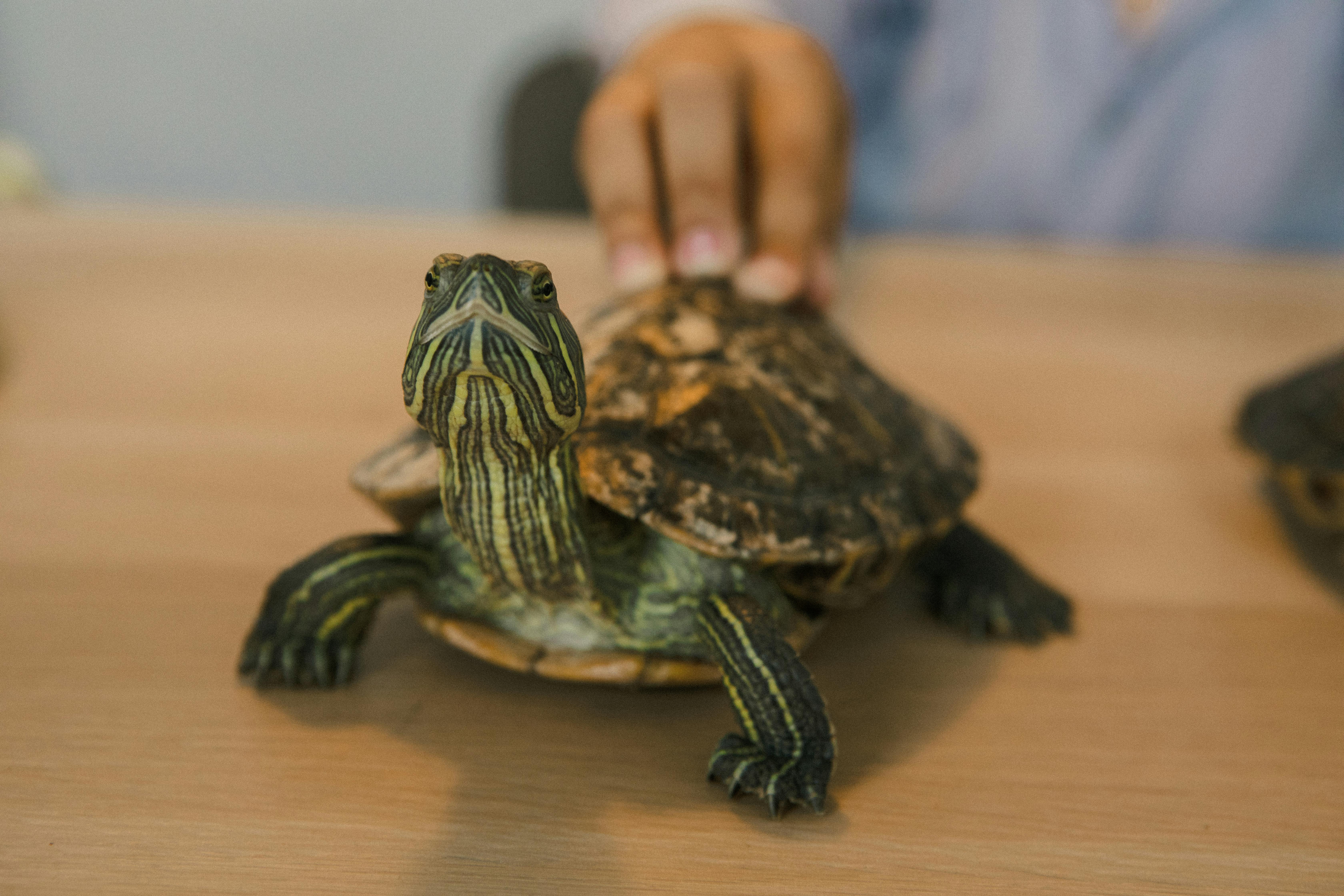 Tortuga de Agua